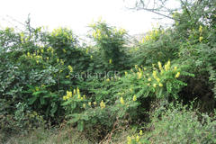 Caesalpinia decapetala